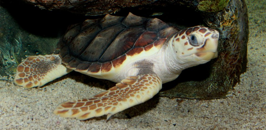 loggerhead sea turtle